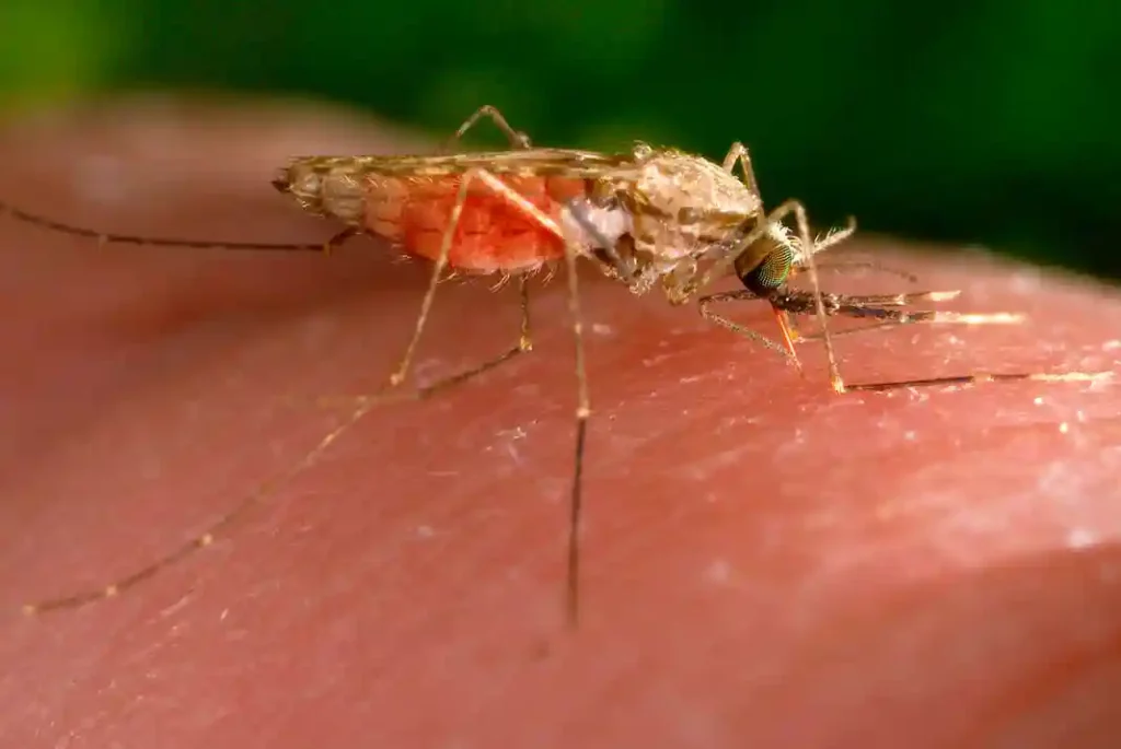 미국 말라리아 확진자 발생